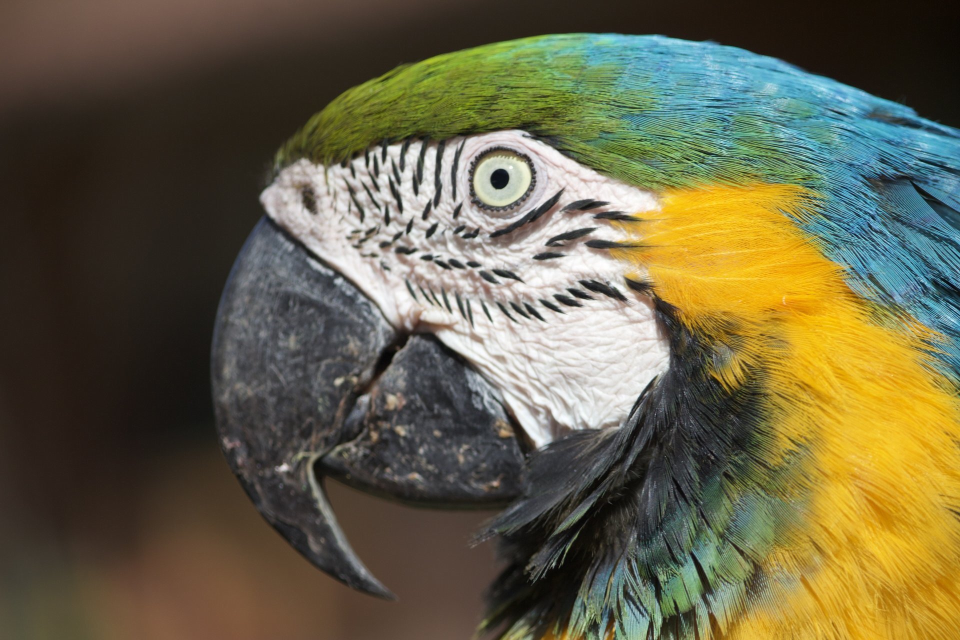 Cochahuasi Animal Sanctuary Resident Macaw Again