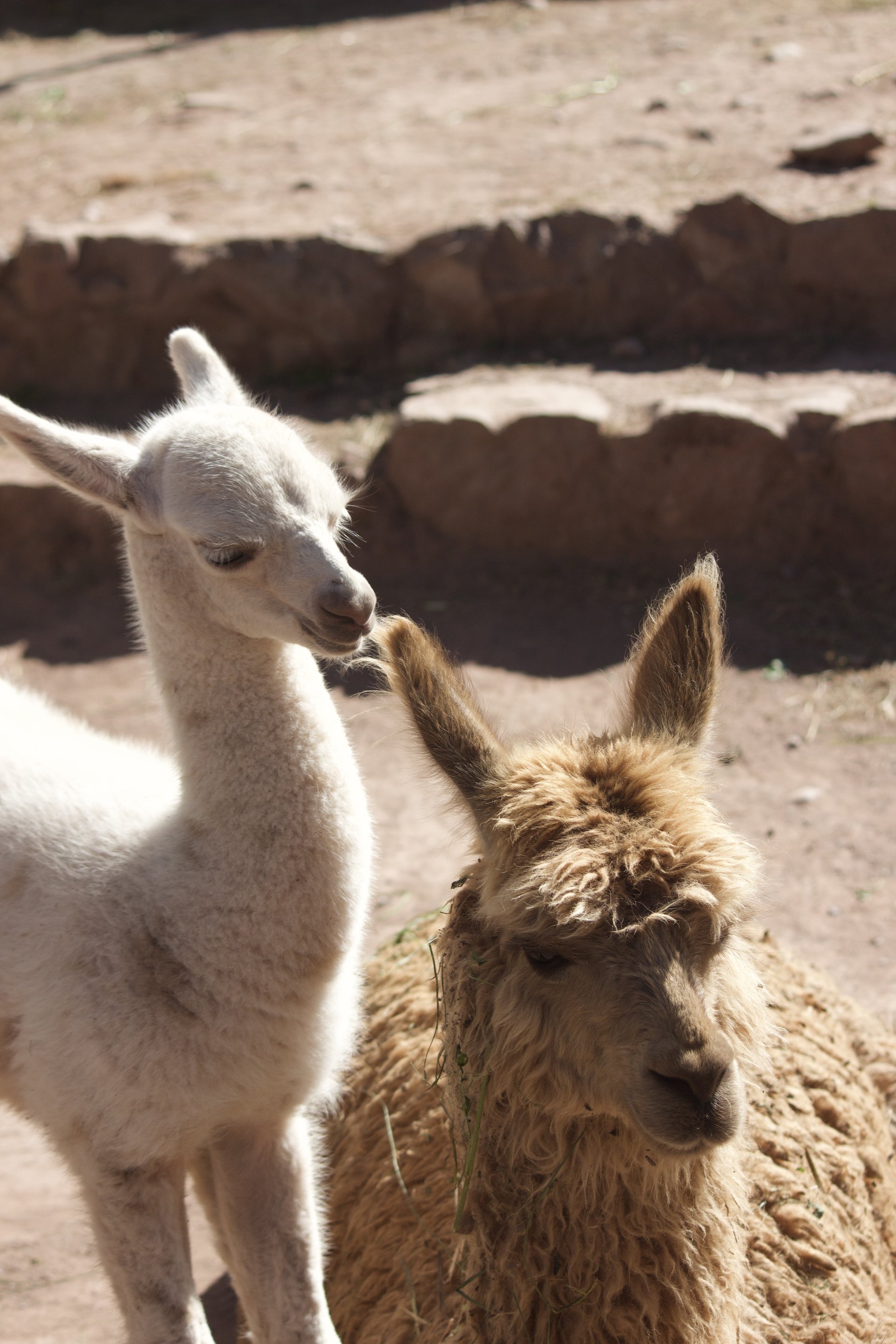 Cochahuasi Animal Sanctuary Resident Cuties