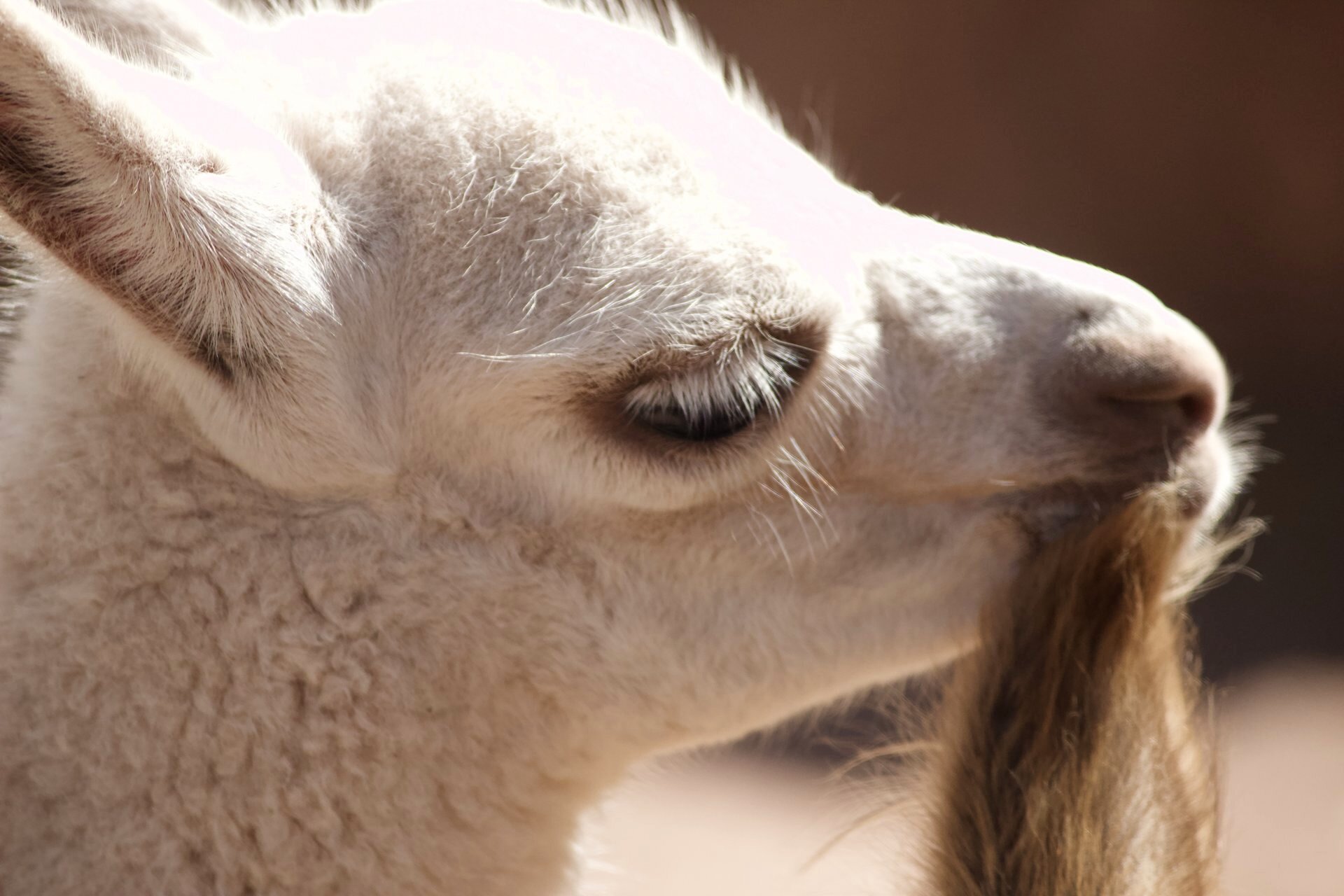 Cochahuasi Animal Sanctuary Resident biting on mums ear
