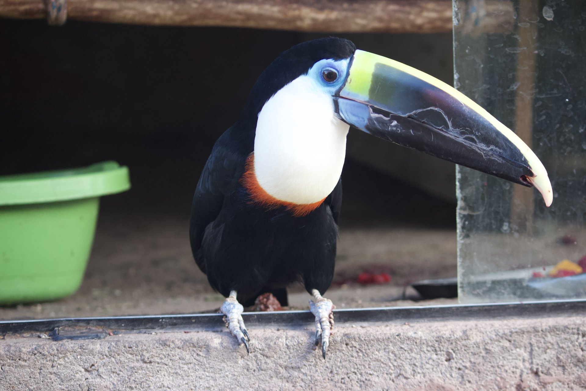 Cochahuasi Animal Sanctuary Resident Toucii the Toucan