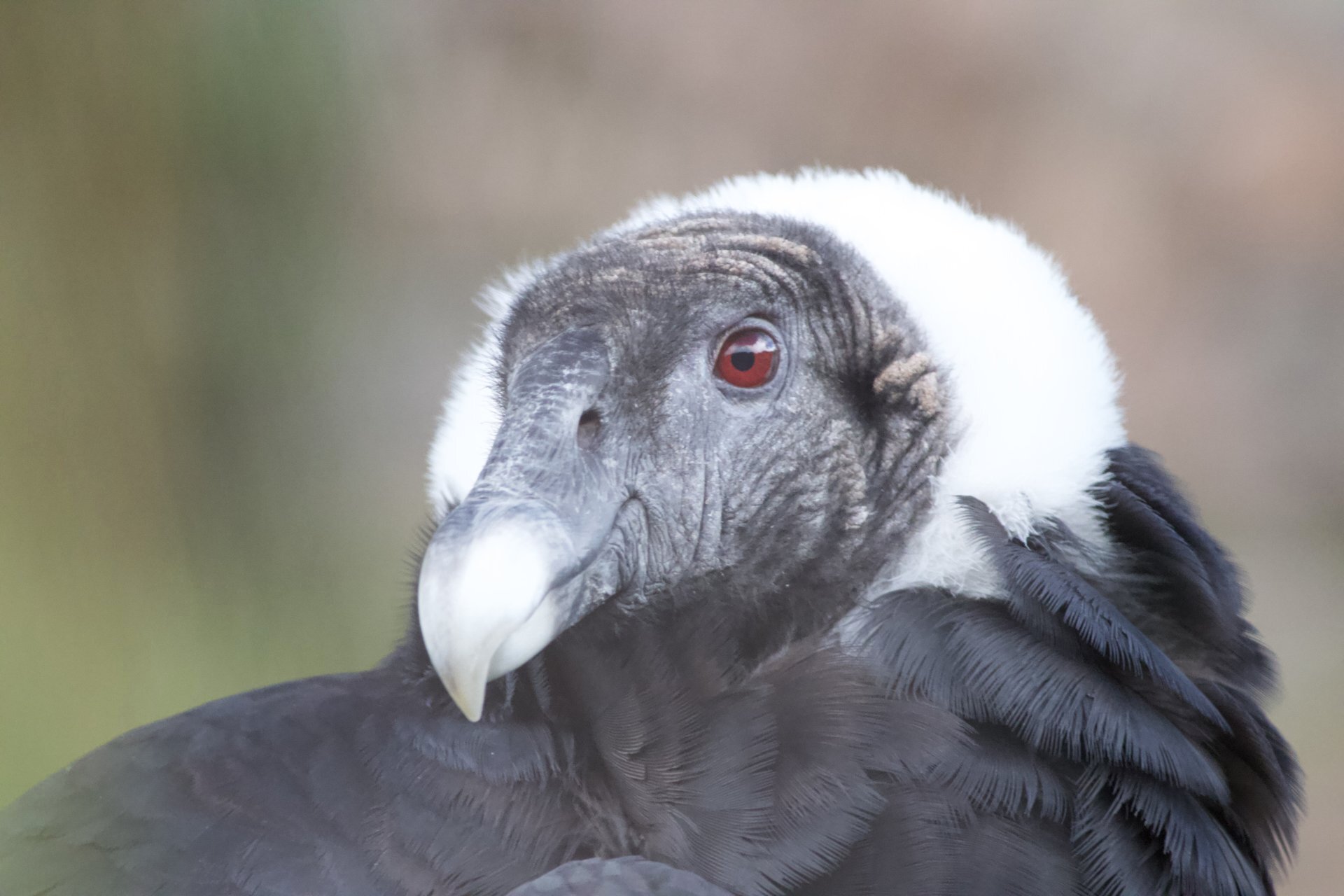 Cochahuasi Animal Sanctuary Resident Condor