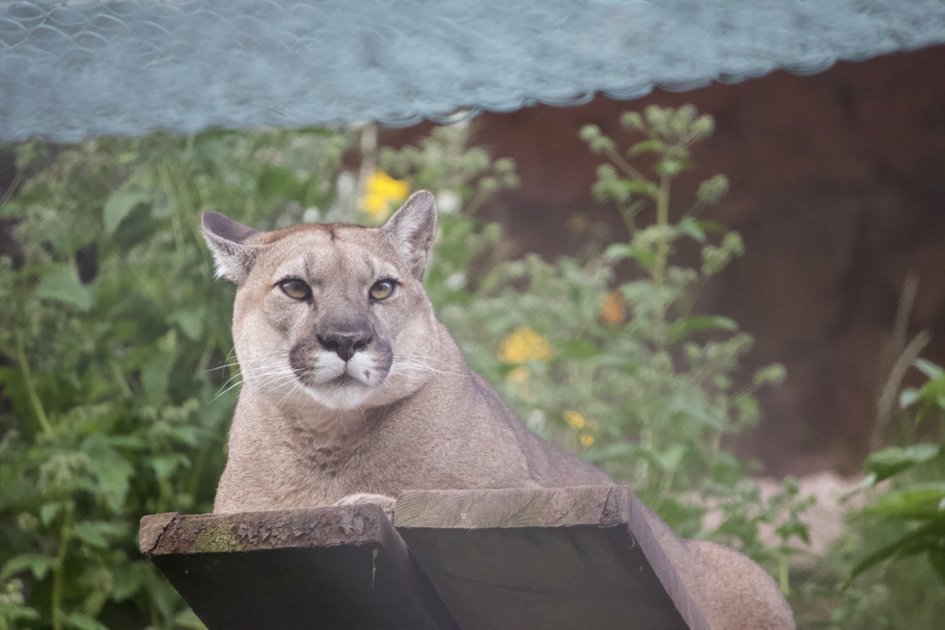 Cochahuasi Animal Sanctuary Resident Large Cat